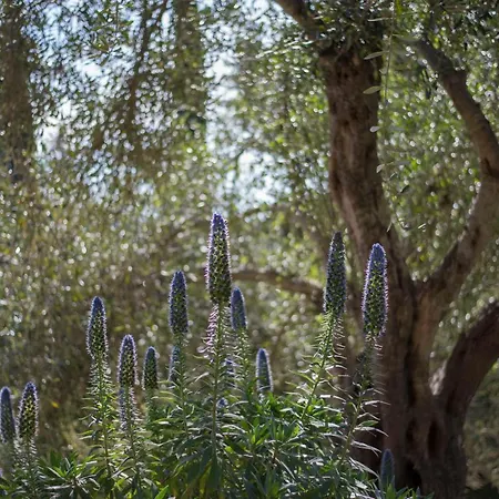 Paleopetres La Chataigne - Private Pool - Sea Views - Corfu Town - Βίλα Kastanéa