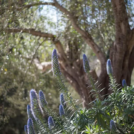 Paleopetres La Chataigne - Private Pool - Sea Views - Corfu Town - * Kastanéa